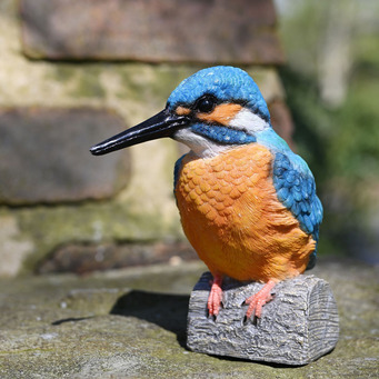 Large Kingfisher on a Log